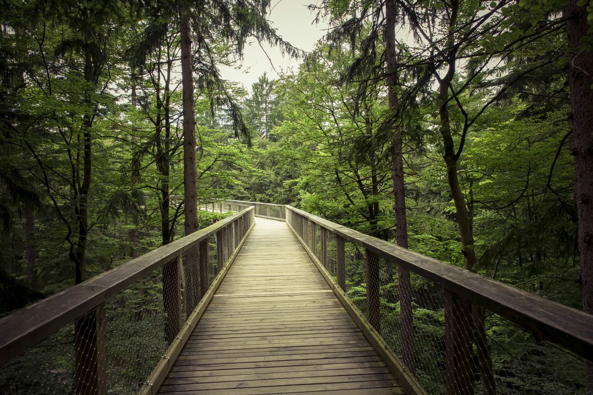 Chemin en forêt, symbole du parcours d'évolution